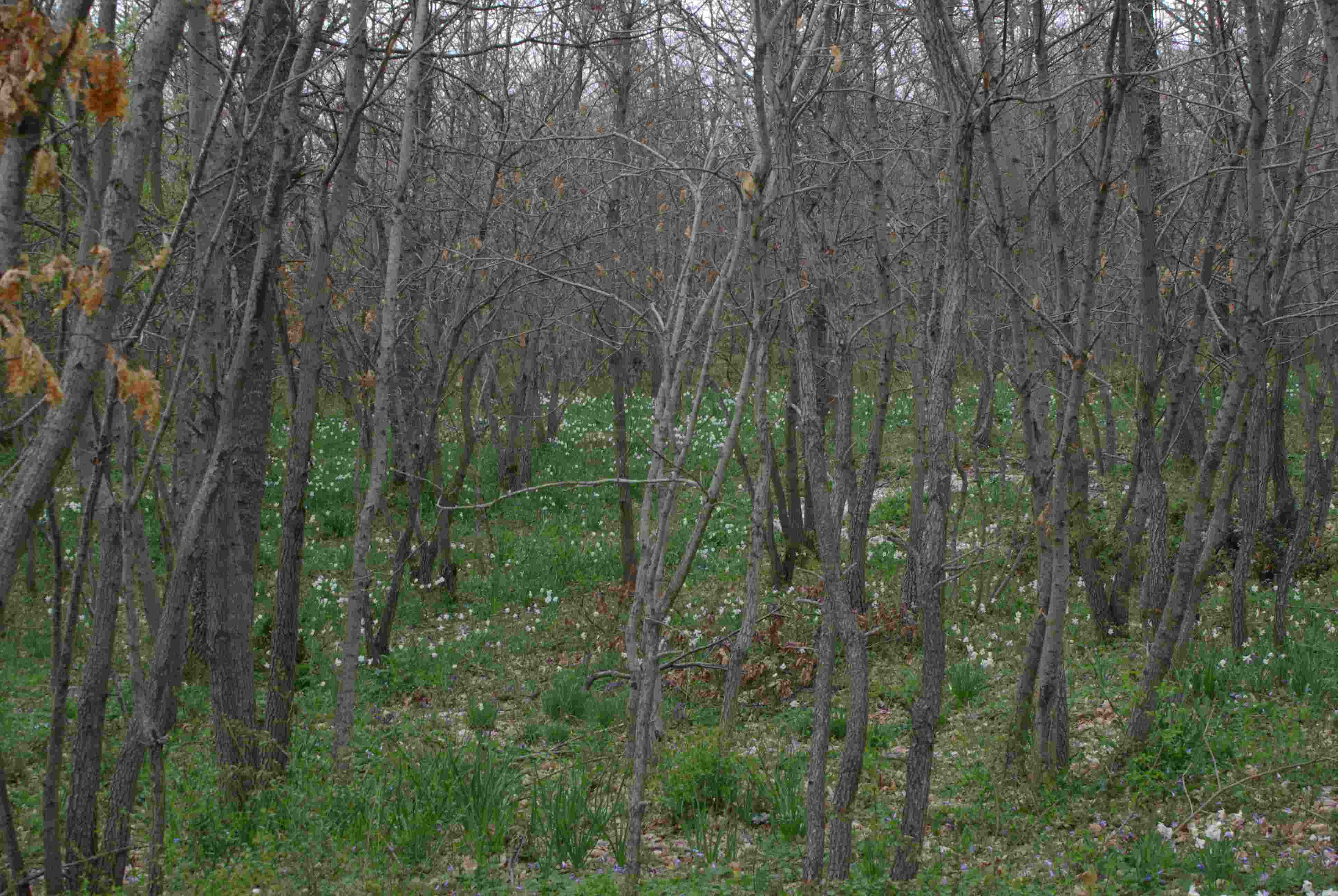 Narcissus poeticus / Narciso dei poeti